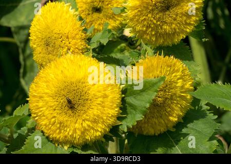 Girasole "Orso di Teddy" Helianthus annuus Foto Stock