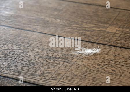 La delicata piuma bianca di un piccione si trova sul pavimento di legno di un ristorante a Flensburg Foto Stock