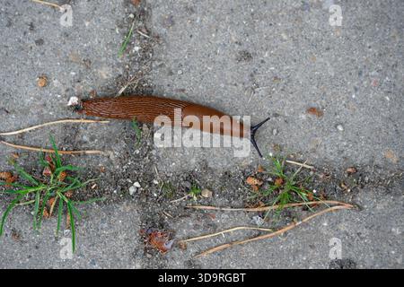 Una lumaca marrone si muove lentamente su un terreno irregolare, dove frammenti di terreno riempiono gli spazi tra le pietre e la piccola erba cresce tra i ciottoli sparsi. Foto Stock