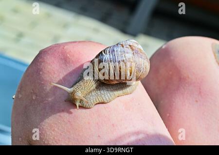 Una grande lumaca beige poggia sulle ginocchia di una ragazza. I tentacoli sottili si spostano in avanti e piccole gocce d'acqua brillano sul guscio. Luce del giorno morbida e pelle liscia Foto Stock