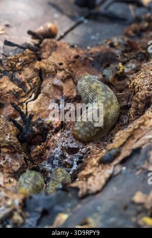 La lumazza verde della cantina (Limacus maculatus) si nutre di legno in decomposizione accanto a legno e altri invertebrati al Dapdune Wharf, Guildford Foto Stock