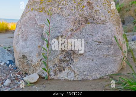 Una sottile pianta verde che cresce accanto a una grande roccia strutturata su una spiaggia sabbiosa. La roccia è ricoperta da macchie di muschio, e lo sfondo presenta un Foto Stock