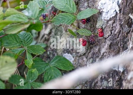 Primo piano di more che crescono su un tronco d'albero, circondato da foglie verdi. Le bacche sono in varie fasi di maturazione, mostrando pu rosso e pu scuro Foto Stock