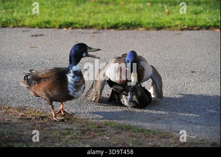 Tre anatre su un sentiero ai margini di un prato, un'anatra si sta accoppiando e si siede su una femmina, mostrando un comportamento naturale in un ambiente di parco. Foto Stock