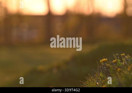 Una scena serena al tramonto caratterizzata da una luce dorata soffusa che illumina una macchia d'erba con piccoli fiori gialli. Lo sfondo è sfocato, creando una pace Foto Stock