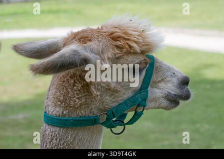 Un profilo ravvicinato di un lama con un morbido cappotto marrone chiaro e bianco, con una mezza turchese. Lo sfondo presenta un paesaggio verde sfocato, Foto Stock