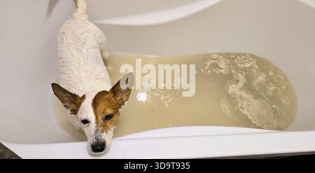 il cane riposa nella vasca da bagno piena d'acqua, sembrando calmo e contento mentre ama il bagno d'acqua. Jack Russell Terrier nuota a casa. il cane si immerge nella vasca da bagno Foto Stock