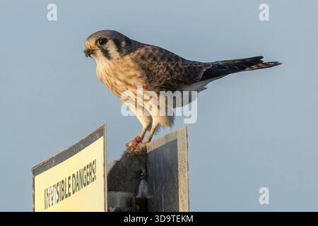 L'americano Kestrel ne sta mangiando la morte. Sunnyvale Baylands, Contea di Santa Clara, California. Foto Stock