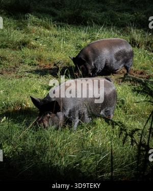 SUINI DOMESTICI GRAVING IN UN PASCOLO. Foto Stock