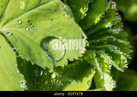 Le goccioline d'acqua su foglia verde (Alchemilla mollis) pianta da vicino Foto Stock
