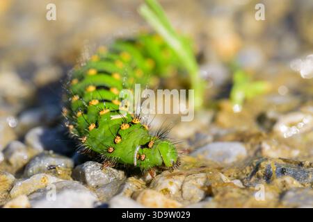 Colorato bruco verde di un piccolo imperatore Moth che strizza per terra in una giornata di sole Austria Goldegg Austria Foto Stock