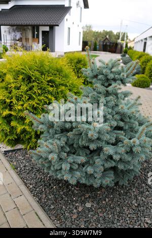 Arbusto di conifere verde brillante che cresce in un giardino paesaggistico con ghiaia decorativa e una recinzione in legno. Foto Stock