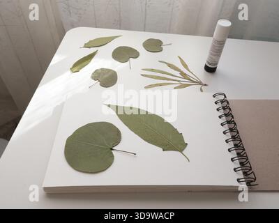 Erbario in album con colla sul tavolo. Botanica, flora e collezione di foglie. Incarico artistico, istruzione e artigianato. Hobby a casa. Foto Stock