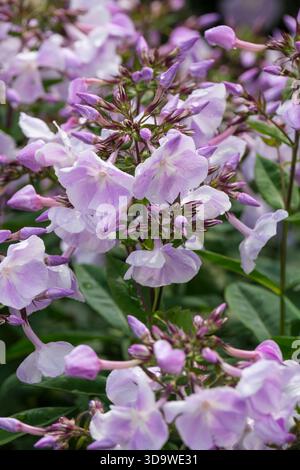 Phlox paniculata Violetta Gloriosa, perenne phlox Violetta Gloriosa, grappoli di fiori bianchi spazzolati con viola pallido Foto Stock