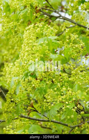Acer platanoides, comunemente noto come acero di Norvegia, ammassi di fiori verdi brillanti Foto Stock