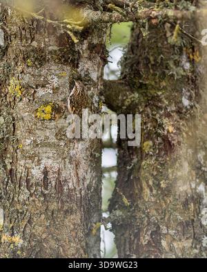Certhia familiaris (Certhia familiaris) che sale su un tronco di albero coperto di licheni nel suo habitat forestale naturale. Treecreeper mimetizzato. Foto Stock