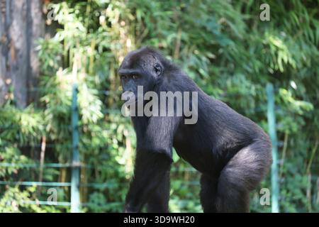Gorilla di pianura occidentale allo zoo di Budapest, Ungheria Foto Stock