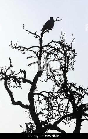 Silhouette bianca e nera di piccione adagiata sulla cima di un albero senza foglie - Francia centrale. Foto Stock