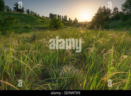 Paesaggio mattutino con colline, erbe e timo selvatico in primo piano Foto Stock
