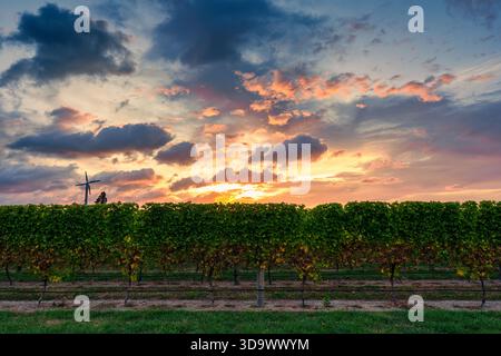 Vigneti fiancheggiati da file di turbine eoliche sotto il cielo colorato dell'alba in terreni agricoli Foto Stock