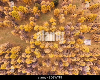 Vista dall'alto della pineta dorata con cabina in legno in autunno Foto Stock