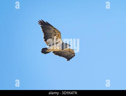Un Buzzard-Eagle (Geranoaetus melanoleucus) che vola nel cielo blu. Tucumán, Argentina. Foto Stock