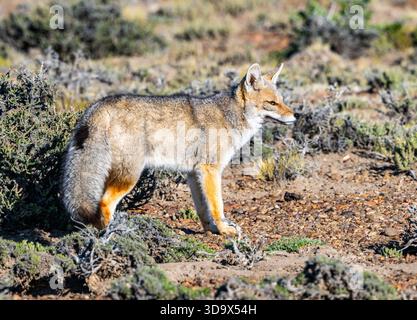 Una volpe grigia sudamericana, o volpe della Patagonia, Chilla (Lycalopex grisea), che vagano per le steppe. Santa Cruz, Argentina. Foto Stock