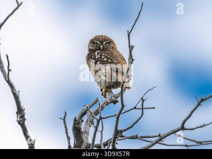 Un gufo pigmeo Australe (Glaucidium nana) arroccato su un ramo. Santa Cruz, Argentina. Foto Stock