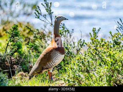 Un'oca dalla testa di Ashy (Chloephaga poliocephala) in piedi accanto a un lago. Santa Cruz, Argentina. Foto Stock