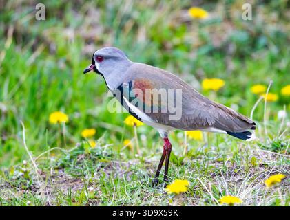 Un Lapwing meridionale (Vanellus chilensis) che si forgia su campi erbosi. Santa Cruz, Argentina. Foto Stock