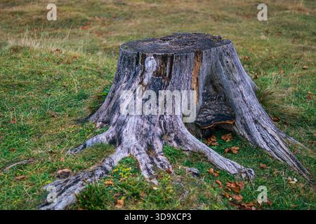 Vecchio ceppo di alberi con radici e muschio su terreni erbosi in autunno Foto Stock