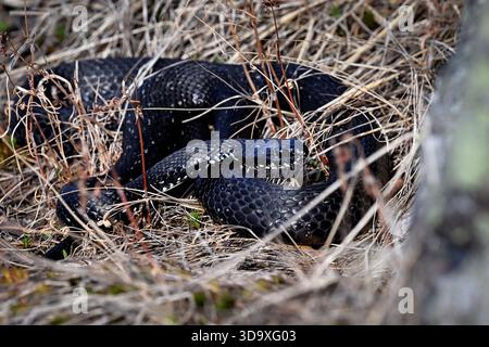 Serpente d'erba che si crogiola nel cespuglio ed è pronto a spargere la vecchia pelle Foto Stock