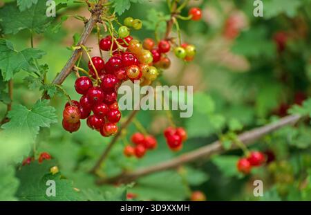 Un mucchio di bacche di ribes rosso appese ad un albero. Le bacche sono mature e pronte per essere raccolte Foto Stock