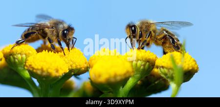 Api o api mellifera in latino Apis mellifera, due api mellifere europee o occidentali sedute sul fiore giallo isolate su sfondo blu del cielo Foto Stock