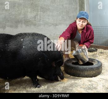 Agricoltore che alimenta il maiale iberico nero nel paddock presso l'allevamento Foto Stock
