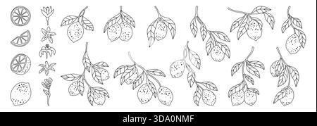Set di doodle con linea di limoni. Diversi rami lineari di limone con raccolta botanica di foglie. Il contorno fresco e succoso degli agrumi astratta i limoni interi o tagliati. Illustrazione vettoriale degli elementi di design Fruits disegnati a mano Illustrazione Vettoriale
