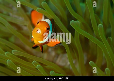 Un pesce pagliaccio ocellato, Amphiprion ocellaris, con un pidocchio parassita nella sua bocca aperta, stretto di Lembeh, Sulawesi settentrionale, Indonesia, Oceano Pacifico Foto Stock