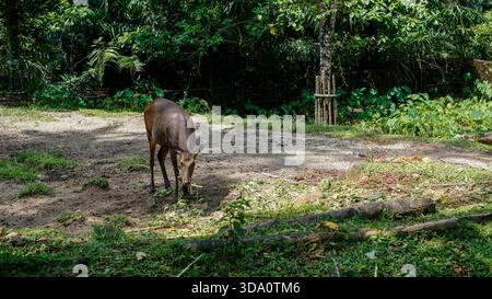 TAIPING, MALAYSIA - 26 FEBBRAIO 2019: Un piccolo cervo (muntjac o cervo-topo) pascolava sull'erba in un recinto naturalistico parzialmente ombreggiato. Foto Stock