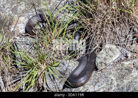Australian Tiger Snake crogiolando in situ, Snowy Mountains, nuovo Galles del Sud Foto Stock