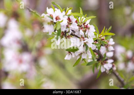Vista ravvicinata di un ramo di mandorlo in piena fioritura, che mostra delicati fiori rosa e bianchi su un morbido sfondo primaverile. Foto Stock