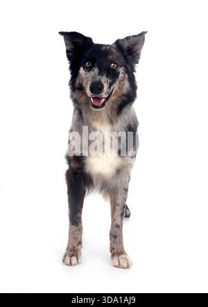 Pastore australiano di fronte a uno sfondo bianco Foto Stock