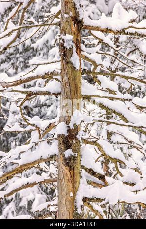 Rami di alberi innevati su un vecchio albero Foto Stock