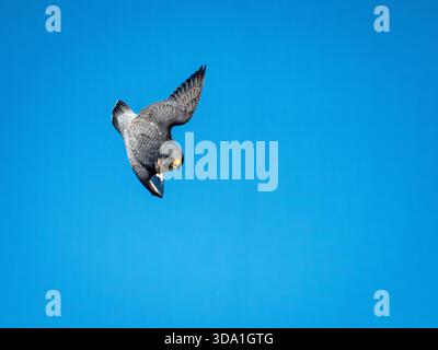 La mia mano che tiene la macchina fotografica può seguire un falco pellegrino che si tuffa, occasionalmente. E' uno spettacolo vedere uno di loro tuffarsi! Foto Stock