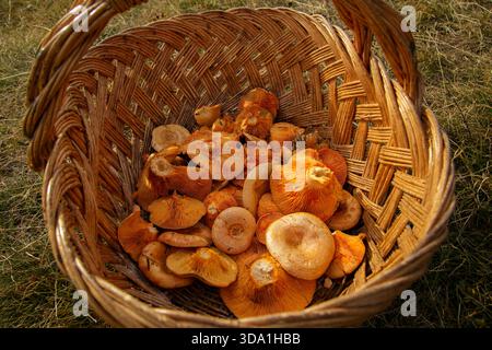 Funghi di arancia Lactarius deliciosus raccolti in un cesto di vimini all'aperto su erba secca. Foto Stock