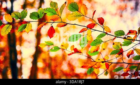 Bosco in autunno Foto Stock