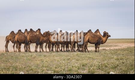 Cammelli provenienti dall'area del deserto del Gobi nel loro ambiente naturale Foto Stock