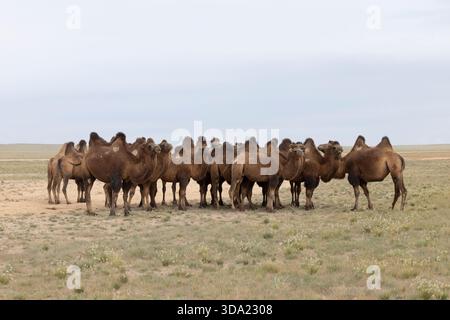 Cammelli provenienti dall'area del deserto del Gobi nel loro ambiente naturale Foto Stock
