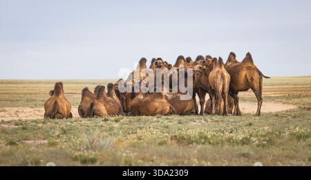 Cammelli provenienti dall'area del deserto del Gobi nel loro ambiente naturale Foto Stock