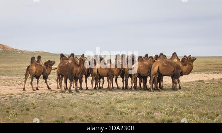 Cammelli provenienti dall'area del deserto del Gobi nel loro ambiente naturale Foto Stock