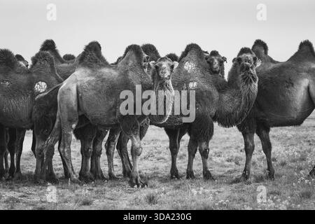 Cammelli provenienti dall'area del deserto del Gobi nel loro ambiente naturale Foto Stock